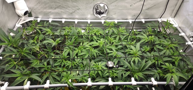 Prepare the clones! — vegetative, day 14