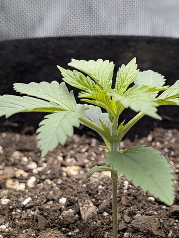Cinderella 99 — vegetative, day 17