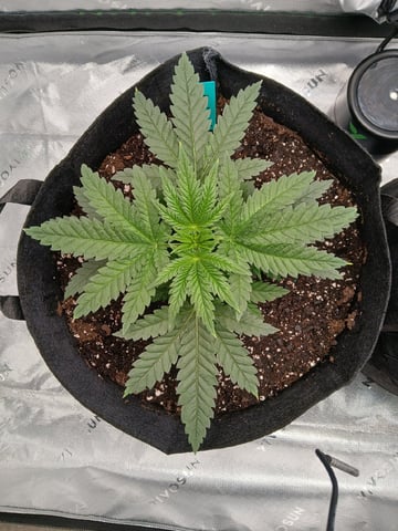 fruity pebbles, cap junky — vegetative, day 35