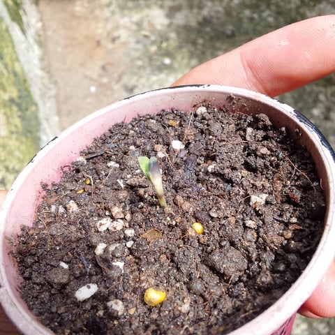 nilo growth