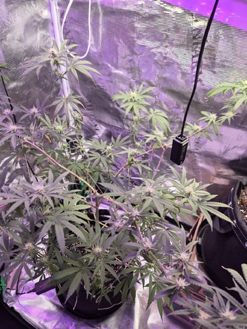 Kalini Asia Auto  — flower, day 37