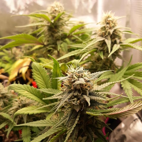 Moving On — flower, day 37