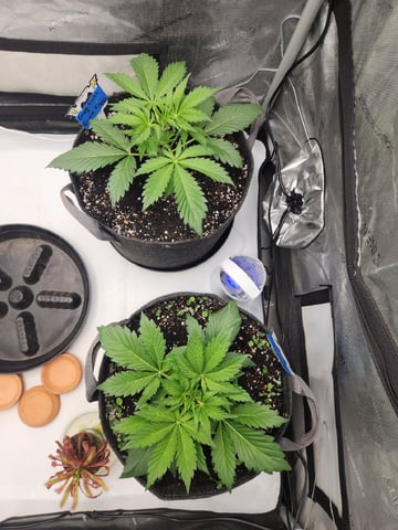 Mephisto's Flava Flav (Grape Crush x Guava Fig) — vegetative, day 27