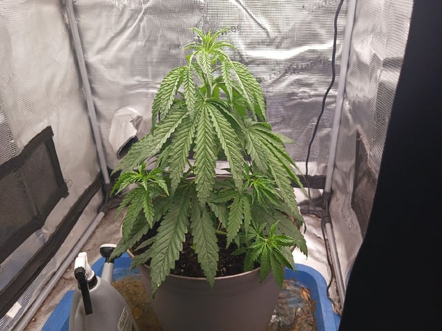 2nd Grow 2026  — vegetative, day 30