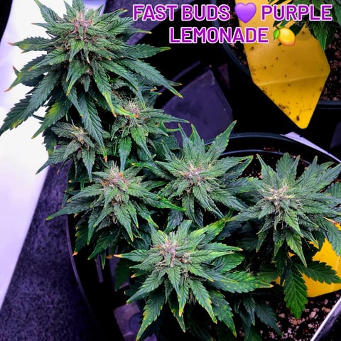 Fast Buds - Purp Lemonade — flower, day 49