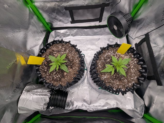 Titan F1 grow  — vegetative, day 18