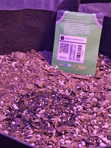 Gorilla Cookies Auto — seedling_rooting, day 4