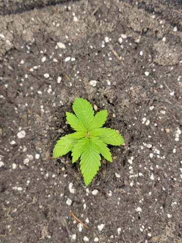 First try — seedling_rooting, day 19