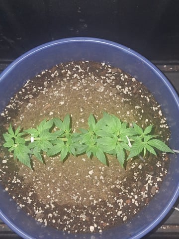 5 Random Seeds in a pot I found in my grinder.