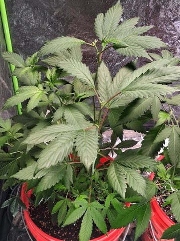 S&D  First Grow — vegetative, day 27