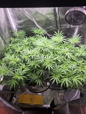 Blue Dream Feminized  — flower, day 110