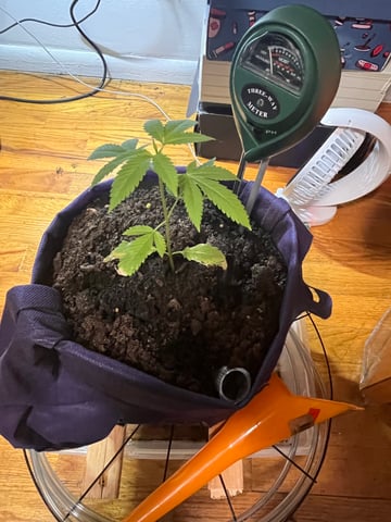 My Devine Conscious  — vegetative, day 23