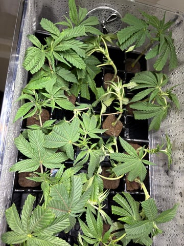 Mother Plants — seedling_rooting, day 6