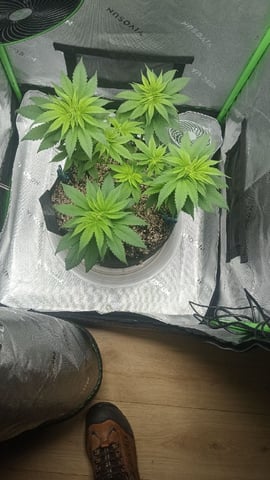 Critical Purple Kush — vegetative, day 71