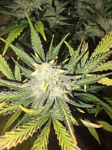 Autos AGAIN — flower, day 98