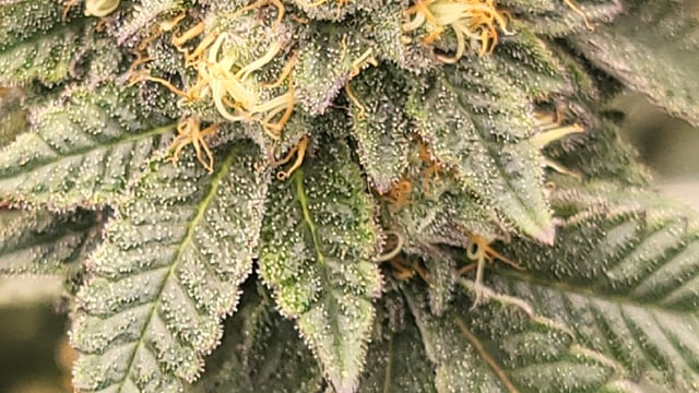 1st grow indoors(cardboard box to 2x2x4 to 5x5x6) — flower, day 129