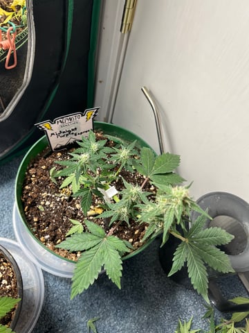 Mephistos Auto  — flower, day 46