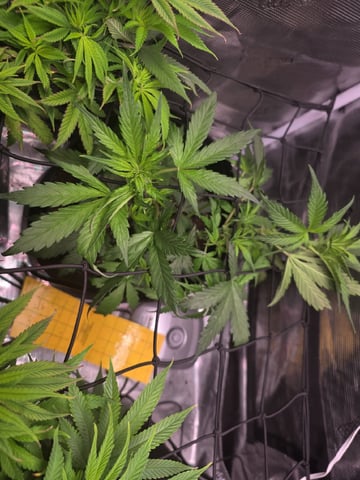 Vanna's Vanilla