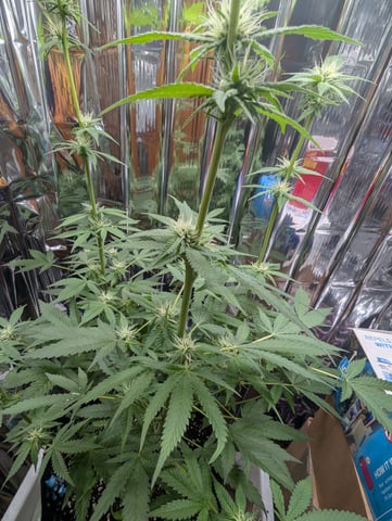 B E A utiful  — flower, day 80