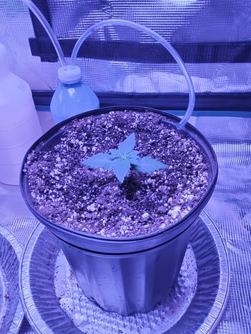 my first time growing in a grow tent  — seedling_rooting, day 6