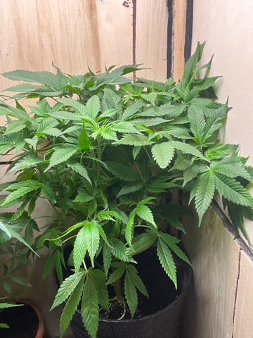  strawberry cough  — vegetative, day 65