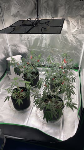 blueberry cupcake  — vegetative, day 46