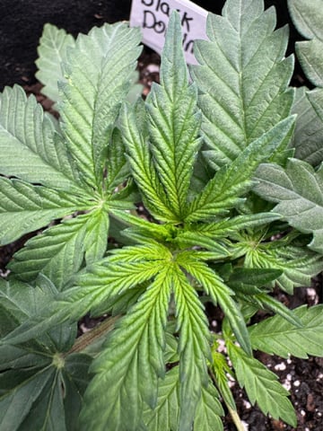 SSH and BD — flower, day 25