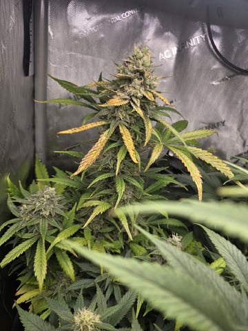 Coco Grow — flower, day 78