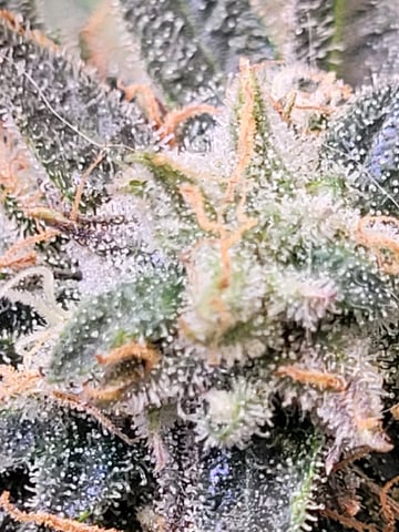 6th Grow — flower, day 82