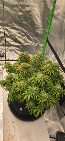 First grow - LCG(seed), GG#4(seed [possibly gorilla cookies]), Jack Hearer(clone) — flower, day 113