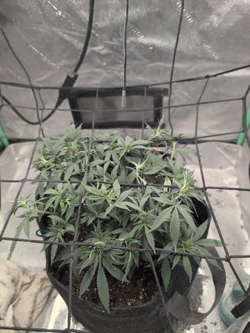Girl Scout Cookies — vegetative, day 81