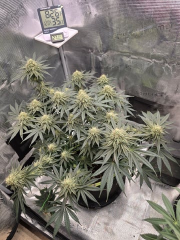  1 Blue Zushi x Venom & 1 Jack Here x Strawberry Cookies OG — flower, day 78