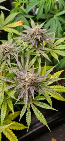 frozen biscotti — grow_setup, day 65