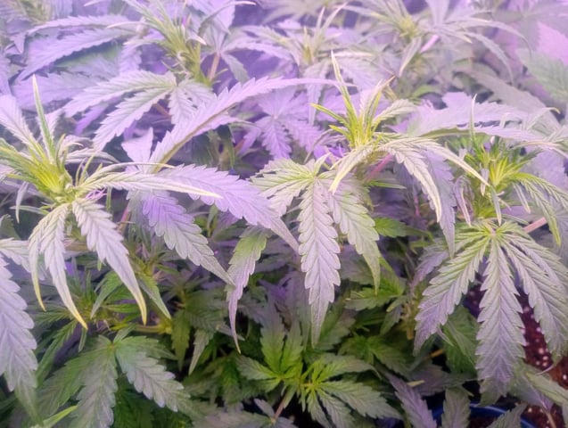  auto mixed pack indoor attempt #1 — flower, day 45