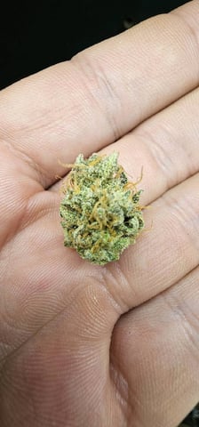 frozen biscotti — grow_setup, day 85