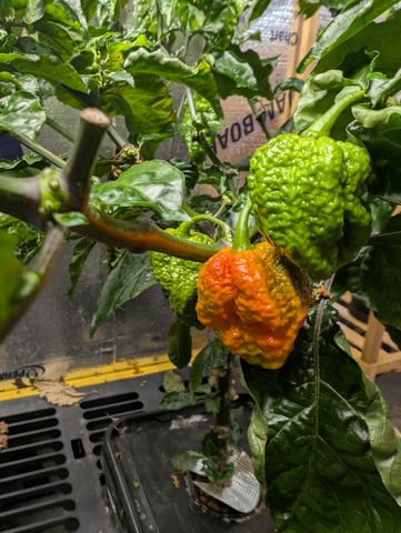 See what grows — vegetative, day 181