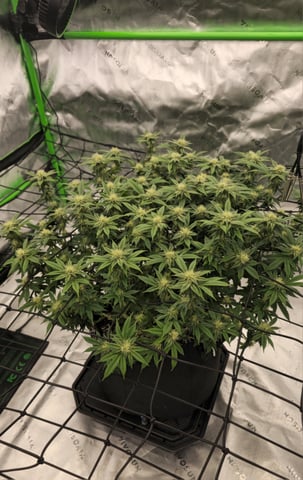 first grow — flower, day 88
