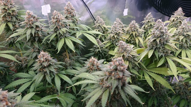 Closet grow  — flower, day 91