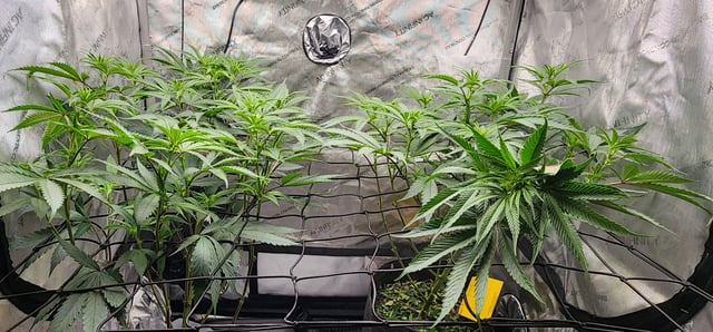 First clones (Dr nefario)  — flower, day 38