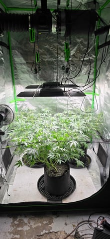 Attack Of The Clones — flower, day 47