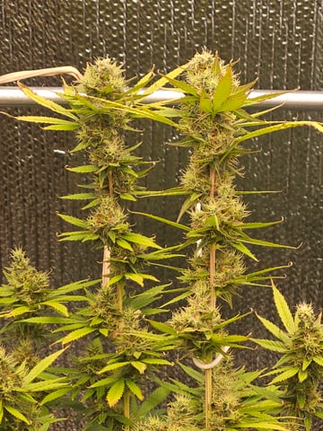 1st grow — flower, day 1