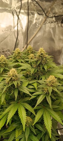First Time Growing  — flower, day 74