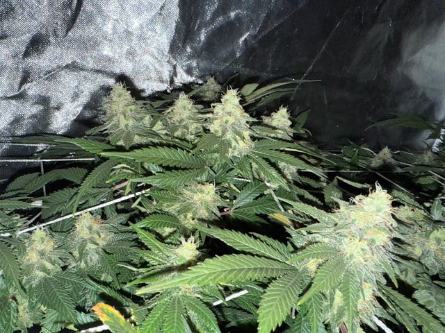 Green Gelato — flower, day 94