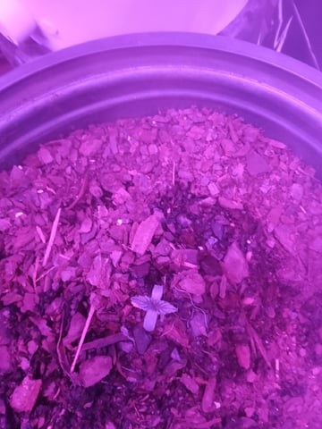 Queen Royal Autoflower  — seedling_rooting, day 12