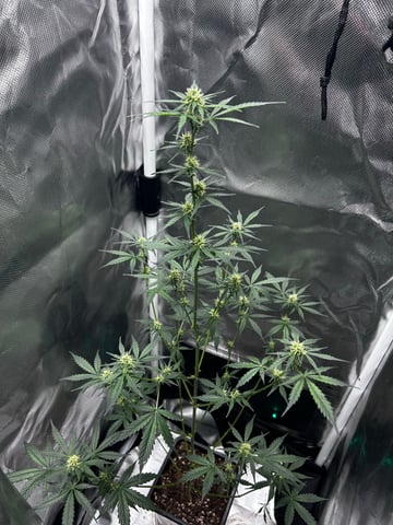 goatlato MT — auto, day 73