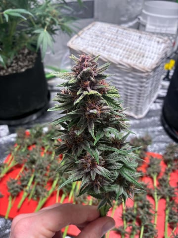 Banana Purple Punch Auto