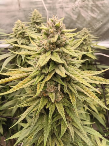 Starfighter/Ohio Guptilla Hybrid — flower, day 28