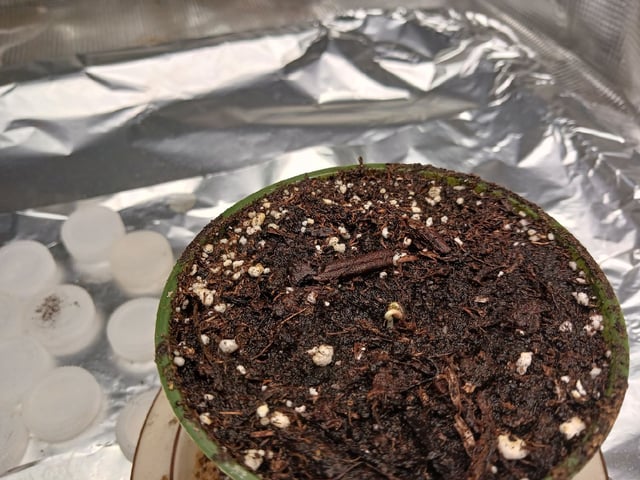 Gorilla Sherbert Feminized From Blimburn Seeds 