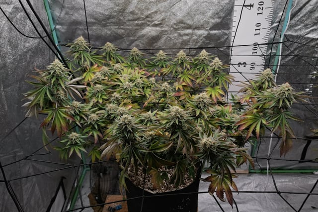 Blackberry Kush — flower, day 103