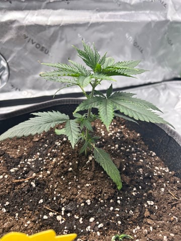 First Ever Grow GT — vegetative, day 27